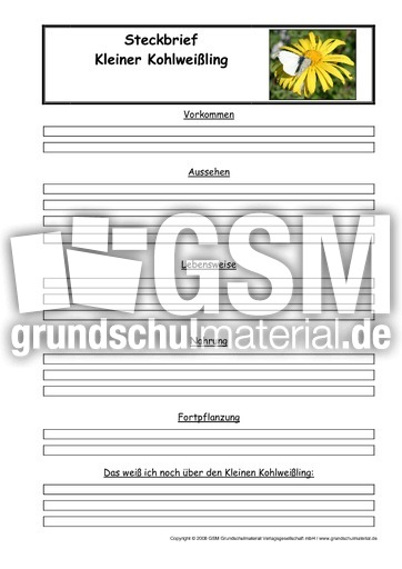 Kleiner-Kohlweißling-Steckbriefvorlage.pdf